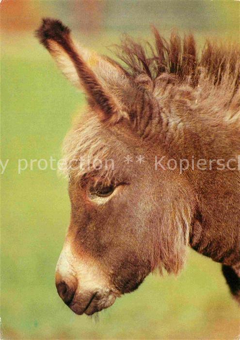 Esel Tiere Tierpark Hirschfeld Zwickau