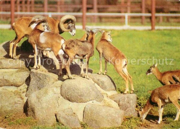 Tiere Muffelwild Tierpark Hirschfeld Zwickau