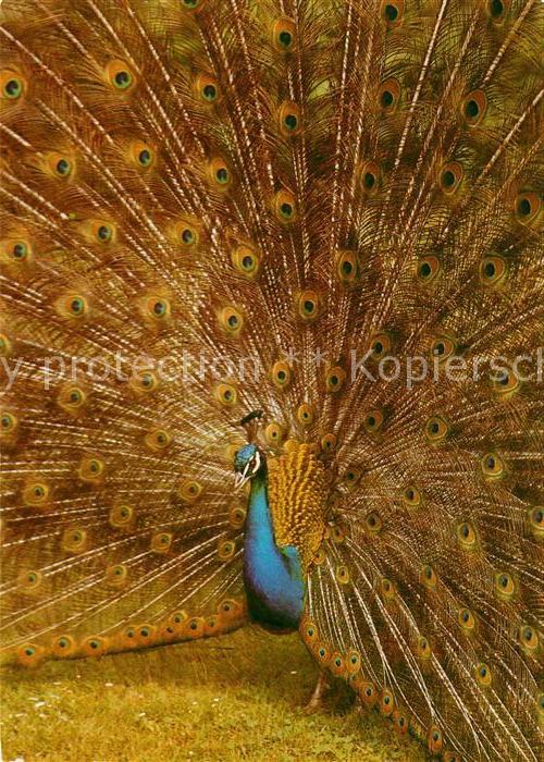 Voegel Pfau Zoo Leipzig