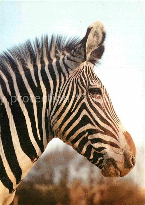 Zebra Grevy-Zebra Zoo Magdeburg