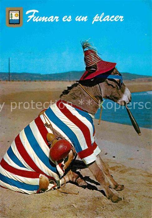Esel Tiere Zigarre Costa del Sol El Burro Playero
