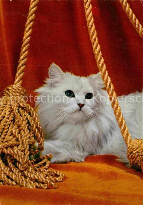Katzen