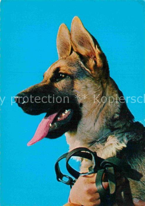 Schaeferhunde