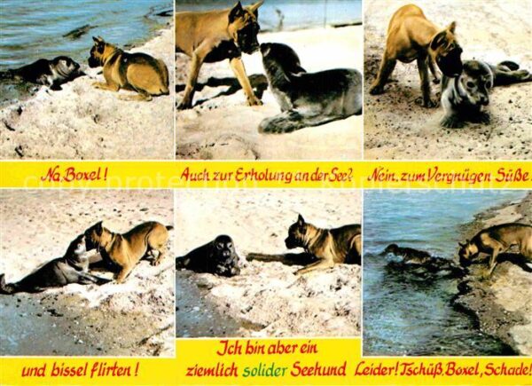 Seehunde Robben Boxer Nordseestrand