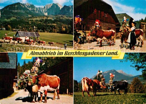 Kuehe Almabtrieb Berchtesgadener Land