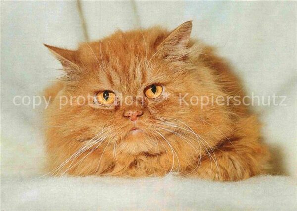 Katzen
