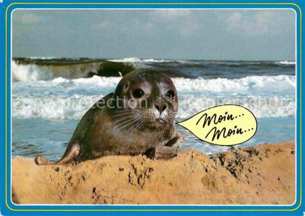 Seehunde Robben