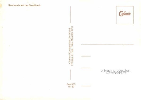 Seehunde Robben Sandbank – Bild 2