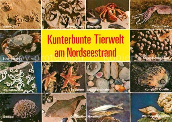 Meerestiere Nordseestrand Wattwurm Kompass-Qualle H