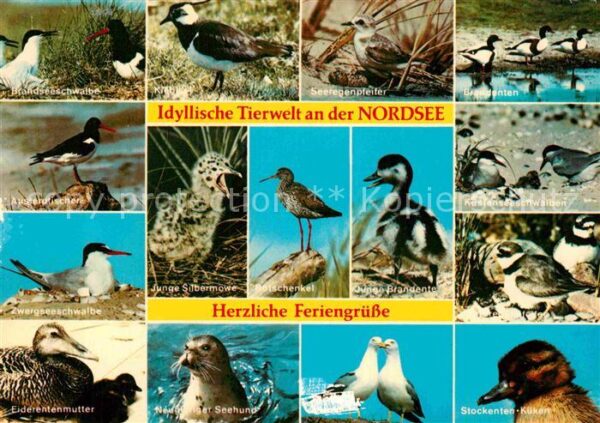 Voegel Nordsee Insel Amrum Seeregenpfeifer Zwe