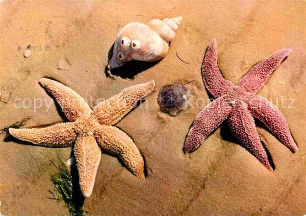 Meerestiere Seesterne Muscheln