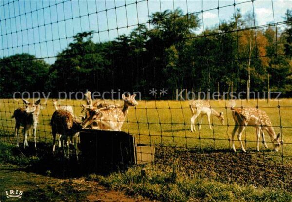 Reh Provinciedomein Bokrijk Hertenpark