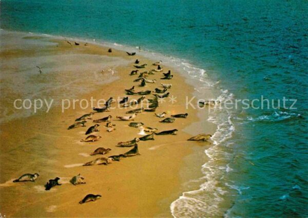 Seehunde Robben Sandbank Fliegeraufnahme