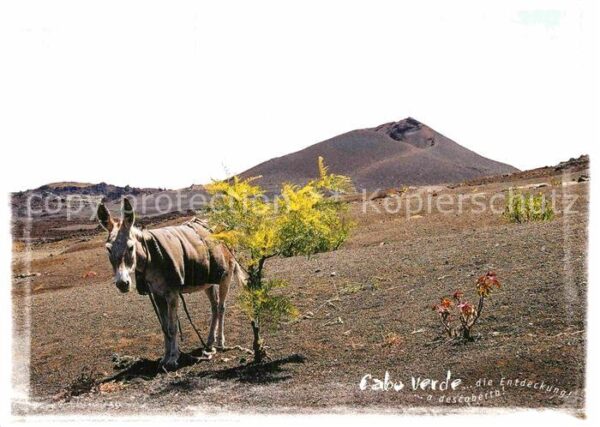 Esel Tiere Kap Verde