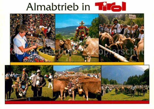 Kuehe Almabtrieb Tirol