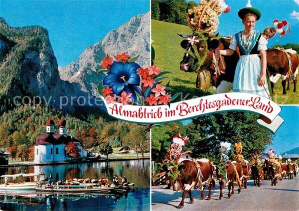 Kuehe Almabtrieb Königssee St. Bartholomä Wat