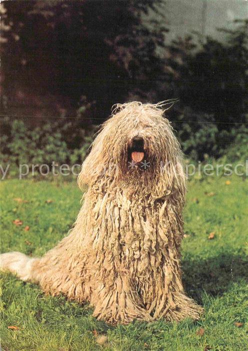 Hunde Komondor