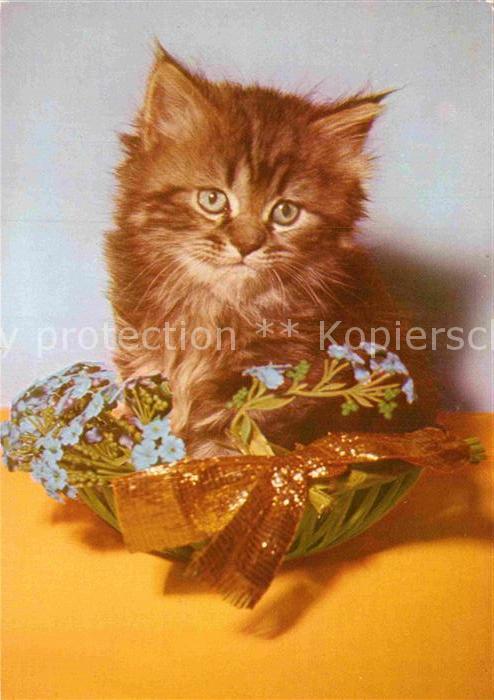 Katzen
