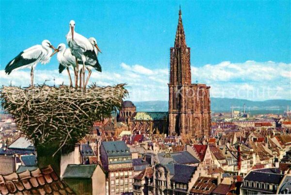 Storch Strasbourg Nid de Cigognes