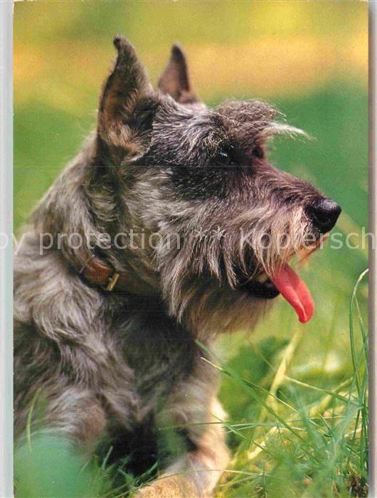 Hunde Mittelschnauzer