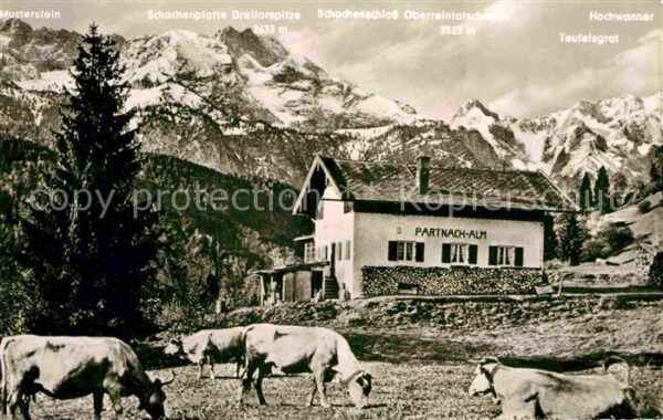 Partnachalm Berghaus Viehweide Kühe Alpen