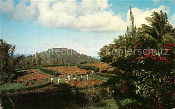 Luquillo Gran Reserva Forestal del Yunque
