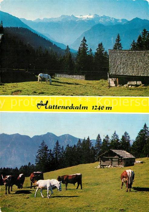 Bad Goisern Salzkammergut Alpengasthaus Hütteneckalm Almvieh Kühe