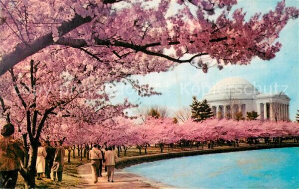 Washington DC Cherry Blossom Time Thomas Jefferson Me