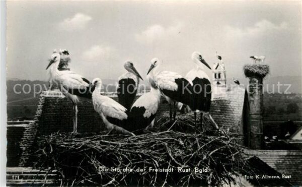 Storch Störche Rust Burgenland
