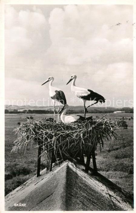 Storch Skane Schweden
