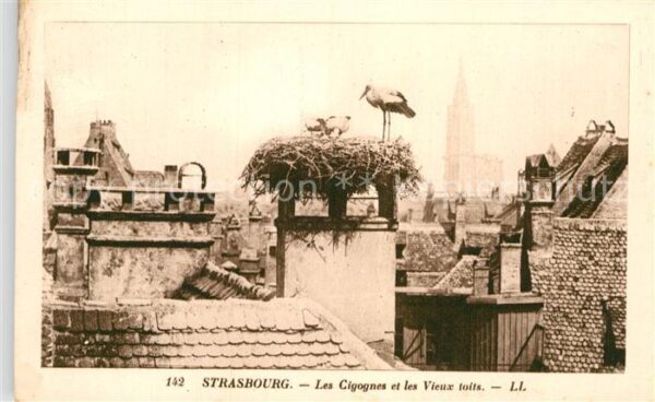 Storch Strasbourg Cicognes