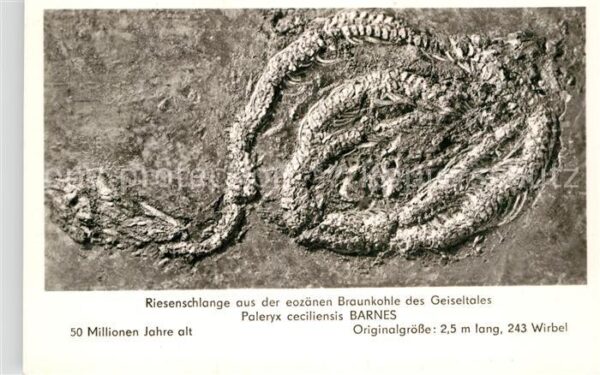 Schlangen Tiere Braunkohle Geiseltal