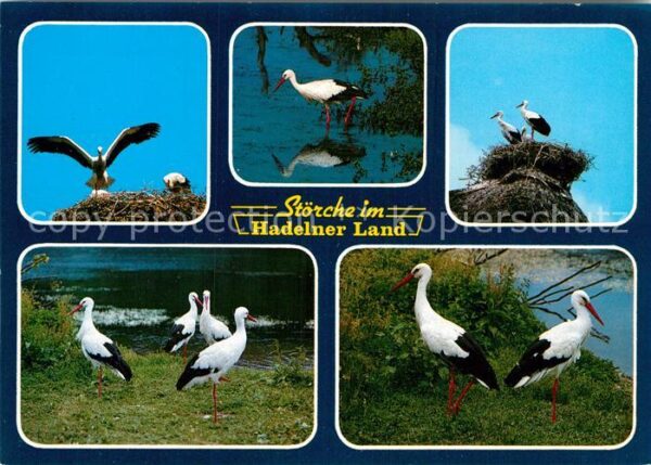 Storch Störche Hadelner Land