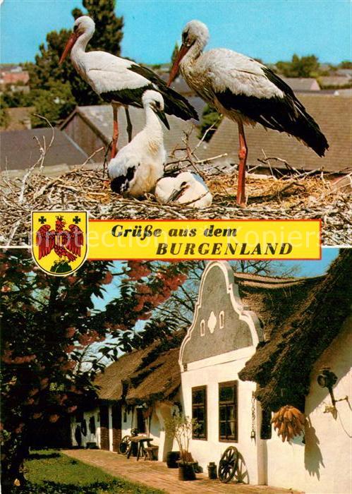 Storch Weissstorchfamilie Burgenland Schilfged