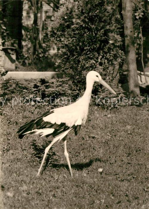 Storch Karl-Marx-Stadt Naherholungszentrum Pel