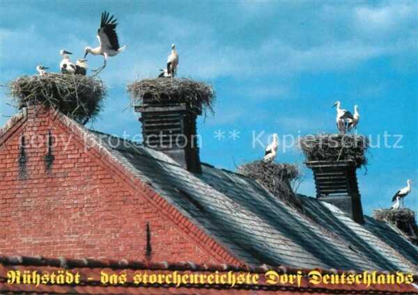 Storch Storchennest Rühstadt