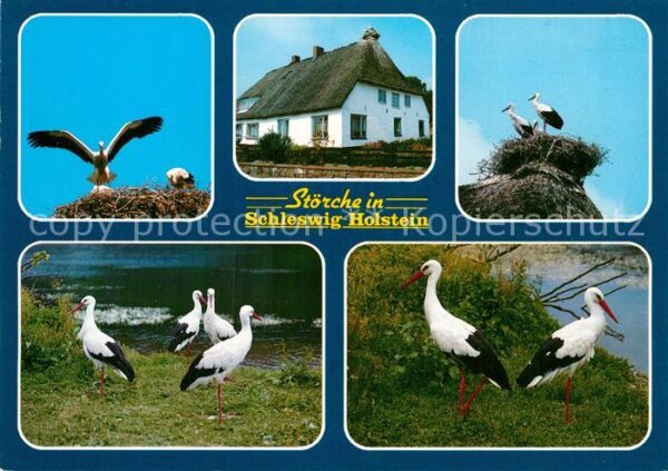 Storch Schleswig-Holstein