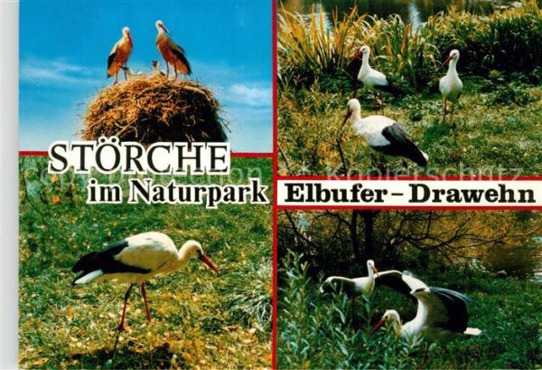 Storch Naturpark Elbufer-Drawehn