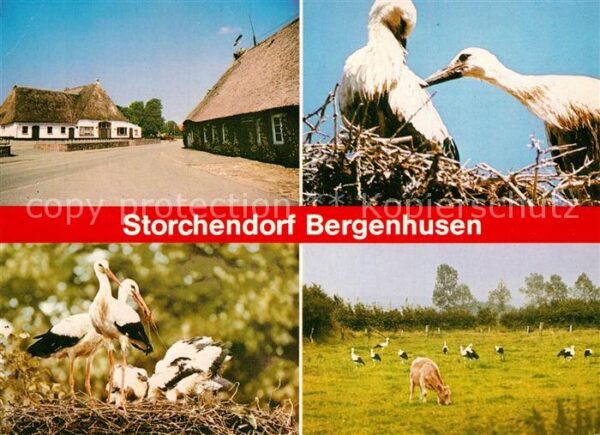 Storch Störche Bergenhusen