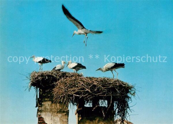 Storch Neusiedlersee Storchennest Burgenland