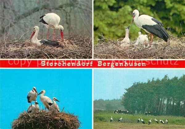Storch Bergenhusen