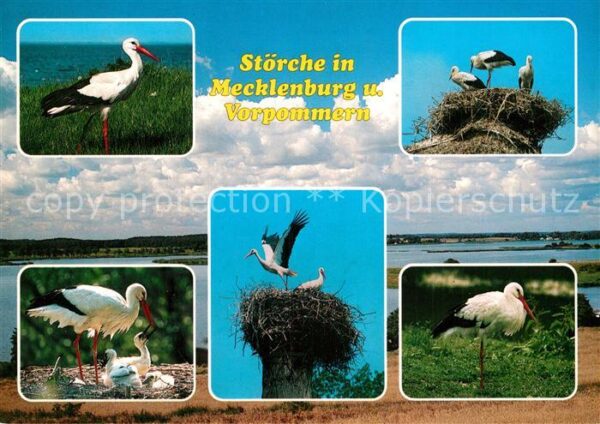Storch Störche Mechlenburg Vorpommern