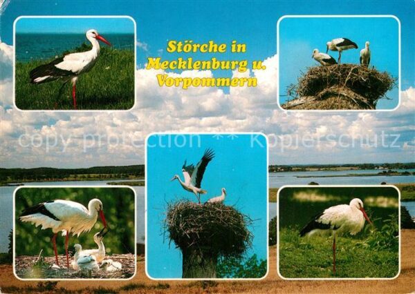 Storch Störche Mecklenburg Vorpommern