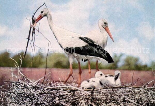 Storch Weisse Störche