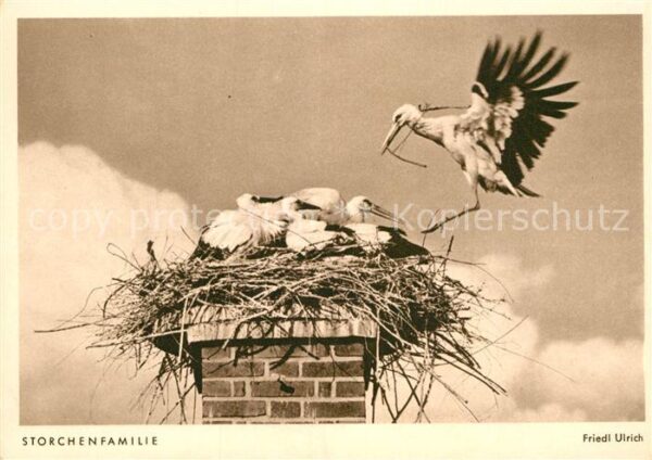 Storch Storchenfamilie Foto-Friedl-Ulrich