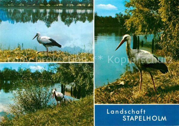 Storch Stapelholm
