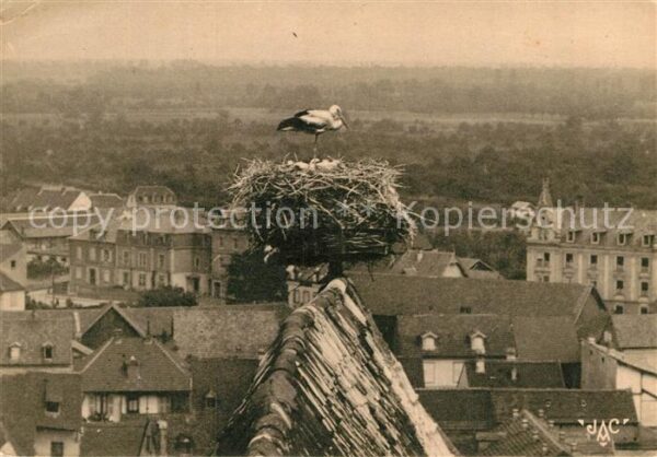 Storch Cigognes Alsace