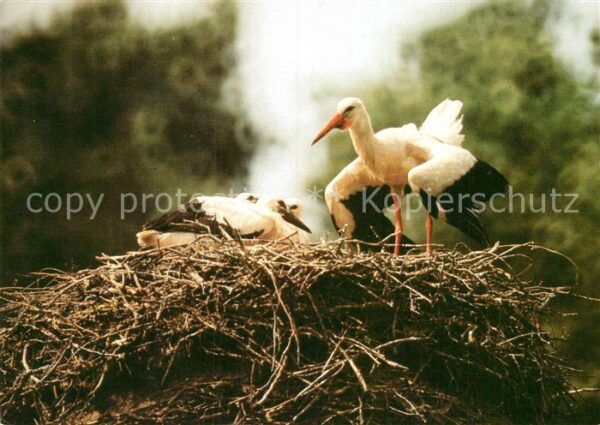 Storch Weissstorch