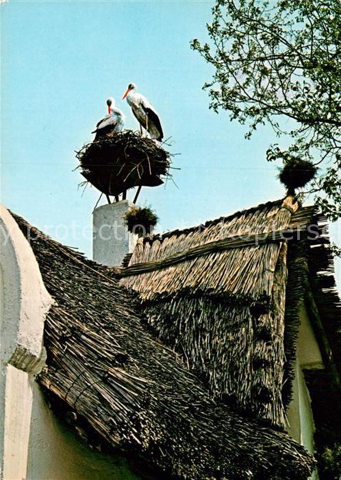 Storch Störche Burgenland