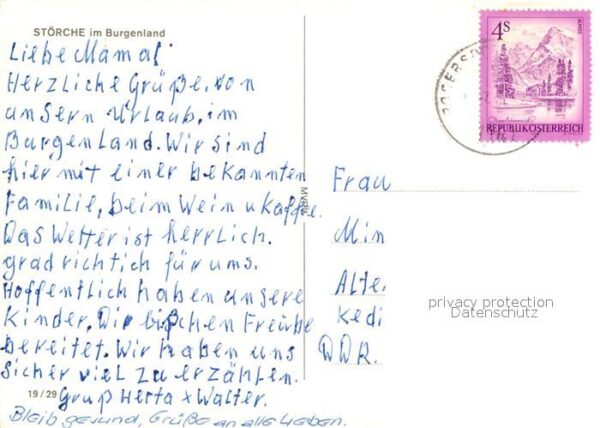 Storch Störche Burgenland – Bild 2